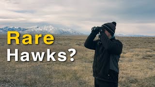 Can I Find a Rare Winter Hawk?
