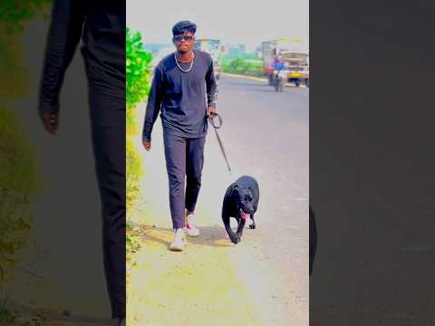 Charlie vs Eagle ❤️ #shorts #short #shortsvideo #youtubeshorts #dog #doglover #charlie