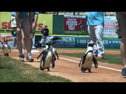 Penguins run the bases at a baseball game