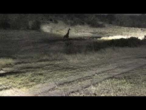 Djuma: Lone Giraffe at night walked across dam - 00:01 - 06/29/18