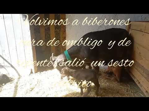 cabra murciana granadina con sestillizos