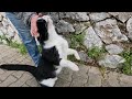 Tuxedo Cat Was Very Happy To See Me And Came Running To Me