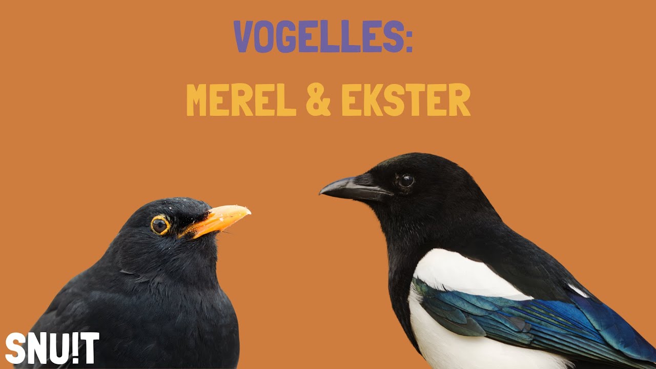 Snuit vogelles: merel en ekster