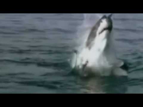 Chaos At Sea - Dont Watch If You Have A Weak Stomach