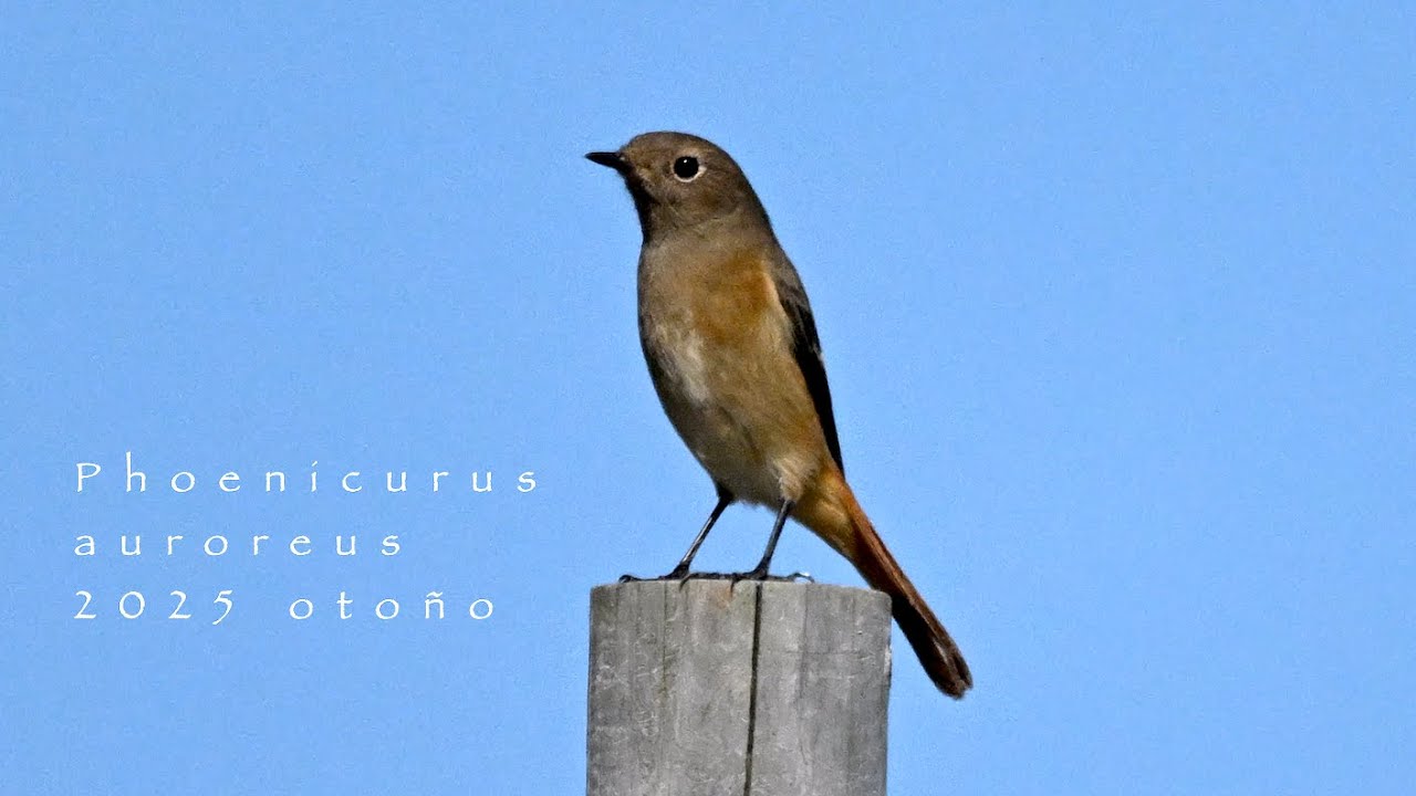 ジョウビタキ 2025 秋 Phoenicurus auroreus 2025 otoño