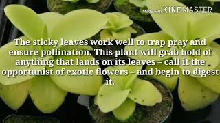 5 TROPICAL FLOWERS YOU HAVE NEVER HEARD OF(AMAZING😵)