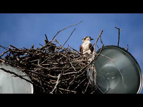 Juvenile Osprey on large nest