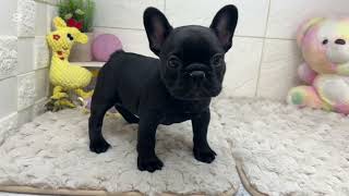 フレンチブルドッグの動画01