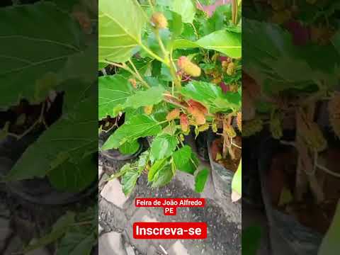 feira de João Alfredo PE #shorts