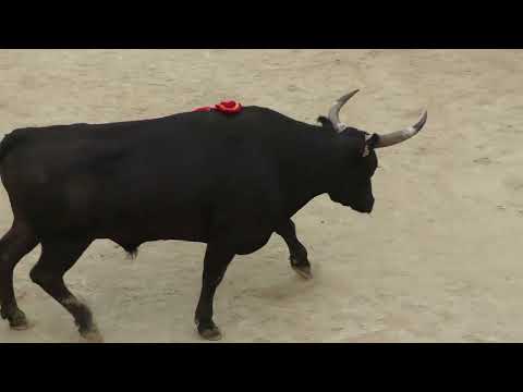 MAUGUIO (12/08/2025) - Race summary