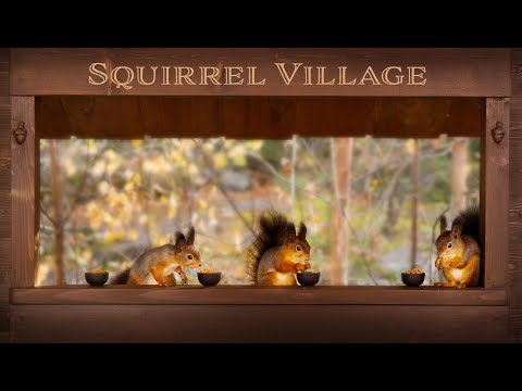 Squirrel Village - Relax with Squirrels and Birds ( Perfect Cat & Dog TV )