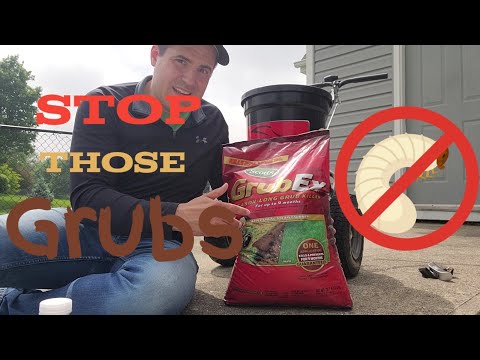 How To Prevent Grubs and Sod Webworm From Destroying Your Lawn
