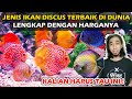 Ikan Hias Discus Red Melon