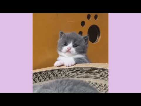 Baby Cats _ Cute and Funny Cat Videos Compilation  || Funny Animals With mohsin