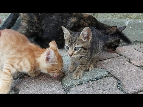 Frustrated mother Cat and her kittens. Mother Cat is protecting her kittens. 🐈❤