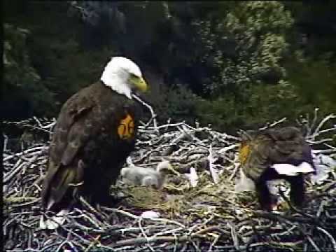 PH - Parents Return to Feed Chicks
