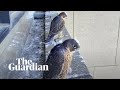 Melbourne S Livestreamed Peregrine Falcon Chicks Take Flight