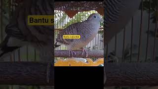 Download lagu Raja pikat perkutut klangenan - perkutut lokal nusantara1002 mp3