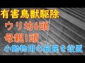 20200817［有害鳥獣駆除］子連れ6頭の猪が現れた場所にイノホイ小動物用の箱罠を設置してきました。　wildboar　box trap