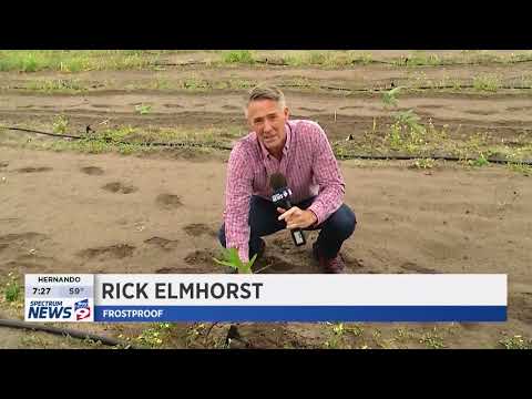 download lagu mp3 mp4 Frostproof Fl News, download lagu Frostproof Fl News gratis, unduh video klip Frostproof Fl News