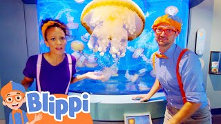 Download lagu Giant Jellyfish Aquarium | Blippi | Shows for Kids - Explore With Me! mp3