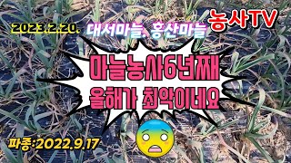 대서마늘 홍산마늘 마늘재배 부직포 버겼습니다.  추비도 행어요. 상태가 안좋아요. 2023년 2월 20일