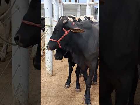 Feira de animais em afogados da igazeira pe 06/12/2025