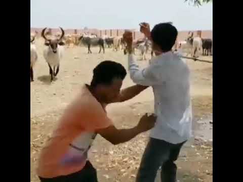 Animal save the man animal