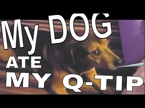 YouTube video about: Why does my dog eat q tips?