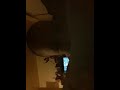 Little Einsteins Engilsh Rossian Ruissan Dutch Korean German