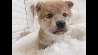 柴犬の動画01