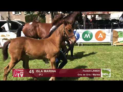 Sprinter Sacré Show 2018 : Lot 45 - ISLA MARINA