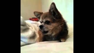 To Gamma LOVE, Harlin