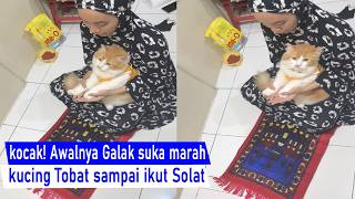 Download lagu Hilarious! A Stubborn Cat Can Repent, Even Become Diligent in Praying and Reciting the Quran mp3 Download lagu Hilarious! A Stubborn Cat Can Repent, Even Become Diligent in Praying and Reciting the Quran mp3