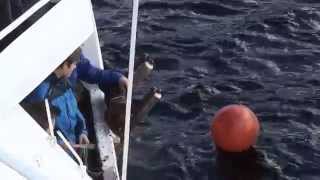 preview picture of video 'Den kulturelle skulesekken om bord i Haugefisk'