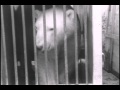 Animals Arrive At Detroit Zoo