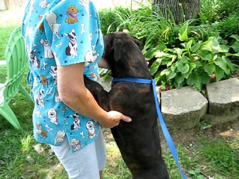 Lucy ($20 Adoption), an adopted Boxer Mix in Frankfort, KY_image-1