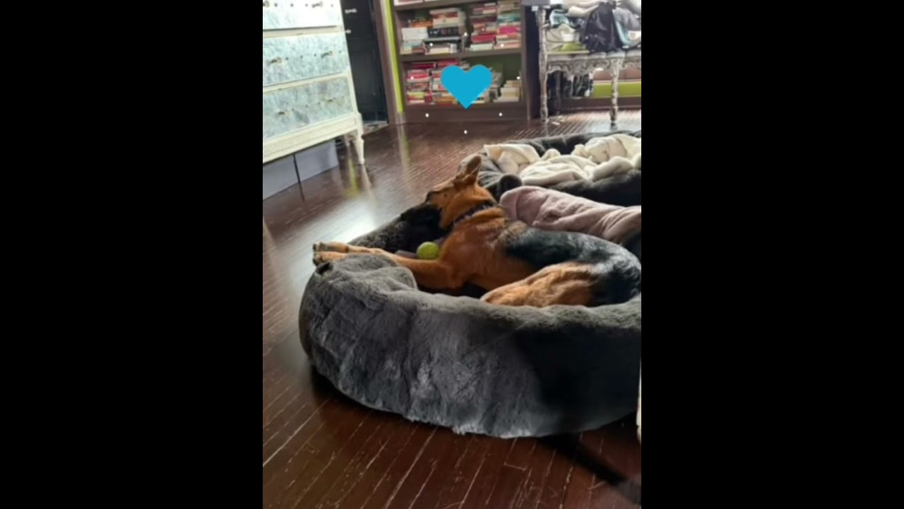 Enlarge Lark, a Adoptable German Shepherd Dog in Burbank, CA video 6/6