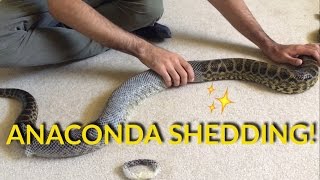 ANACONDA SHEDDING!