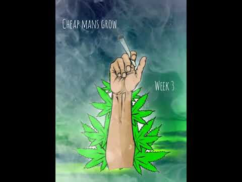 Queen Of Sheba Autoflower Grow Week 3