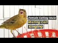 Female Canary calling Male - Live HD singing