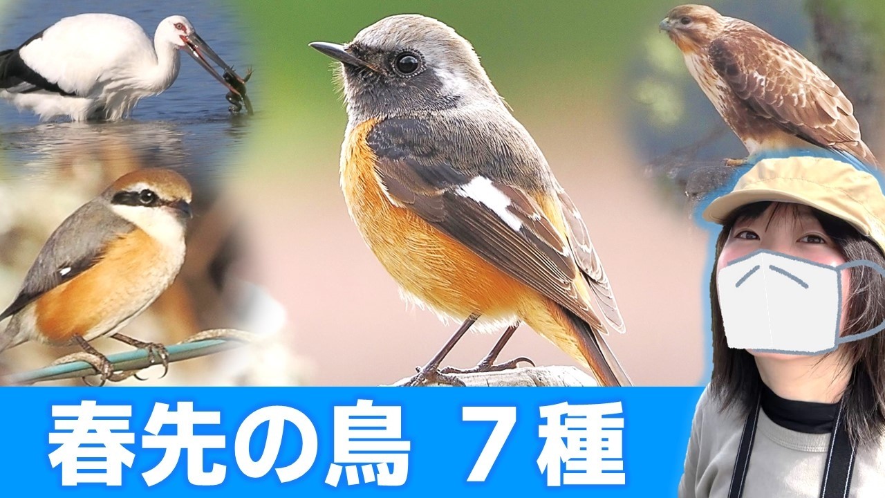 さよならジョウビタキ…春先は鳥がいっぱい！【野鳥撮影vlog】