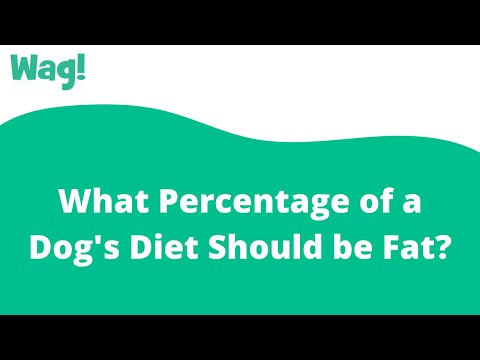 What Percentage of a Dog's Diet Should be Fat? | Wag!
