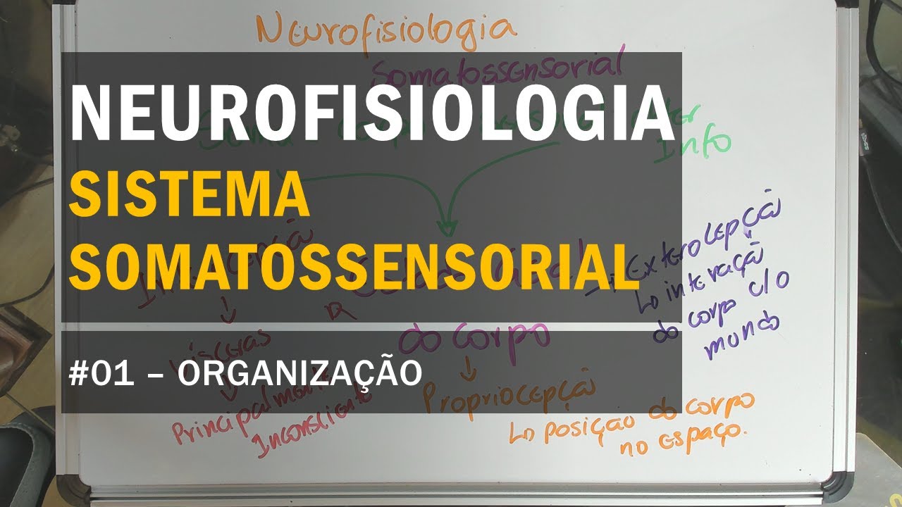 Sistema Somatossensorial - #01 Organização - Neurofisiologia