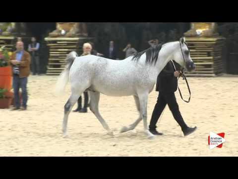 N.231 IM ICARE CATHARE - Verona 2015 - Stallions 10 years old and over (Class 12)