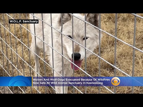 Wolves And Wolf-Dogs Evacuated Because Of Wildfires Now Safe At Wild Animal Sanctuary In Keenesburg