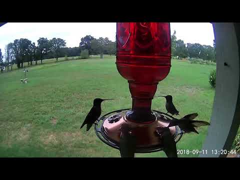 Hummingbird Frenzy
