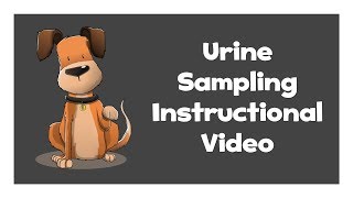 How to take a urine sample from your dog - Generation Pup Instructional Video