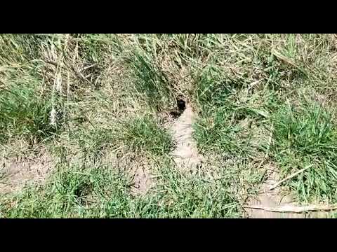 Gniazdo os dachowych w ziemi 🐝