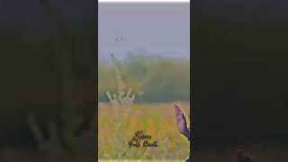 Download lagu Situku situku sinukuleko ekkuvaye new folk song whatsapp status Shiva folk beats mp3